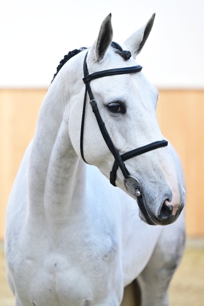 KALLIOPE Z - Grand Prix prospect closely related to NC winner AS